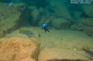 Metriaclima fainzilberi 'Pombo Rocks'